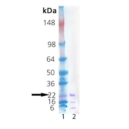 Human growth hormone, (recombinant) SDS-PAGE