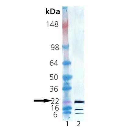 Human growth hormone, (recombinant) Western blot