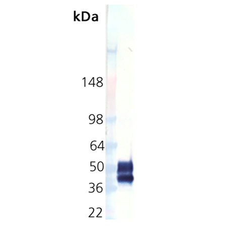 PD-1 (human), (recombinant) Western blot