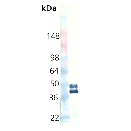PD-1 (human), (recombinant) Western blot