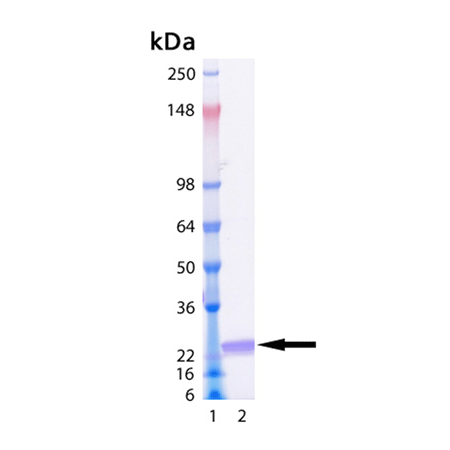 IFN-α-2b (human), (recombinant) (active) SDS-PAGE