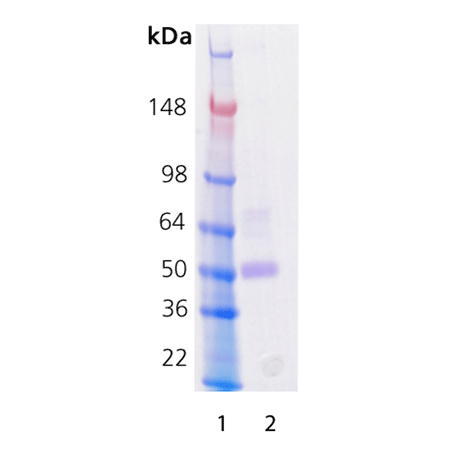 Renin (human), (recombinant) (active) SDS-PAGE