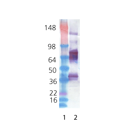 AMH (human), (recombinant) Western blot