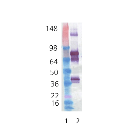 AMH (human), (recombinant) Western blot