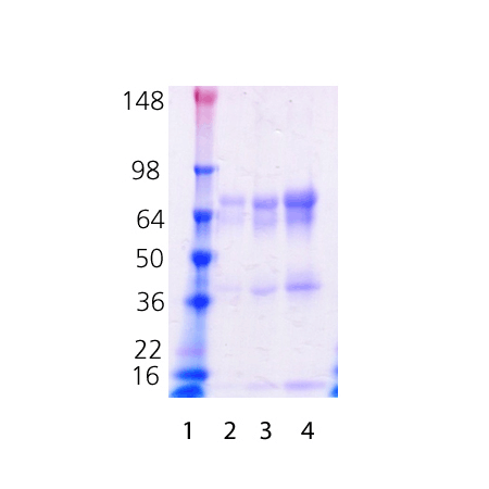 AMH (human), (recombinant) SDS-PAGE