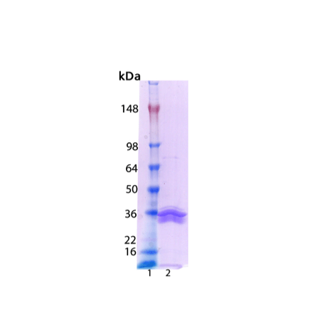 Caspase-14 (human), (recombinant) SDS-PAGE