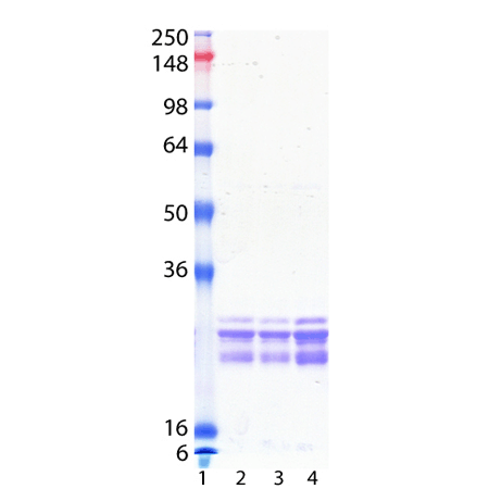 β-Crystallin (bovine), (native) SDS