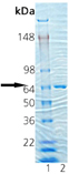 HSP70-A1 (low endotoxin) (mouse), (recombinant) SDS-PAGE