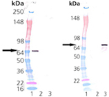 HSP70-A1 (low endotoxin) (mouse), (recombinant) Western blot