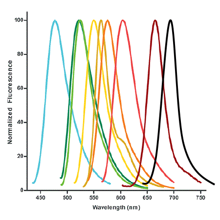 SEEBRIGHT™ Green 500 dUTP image