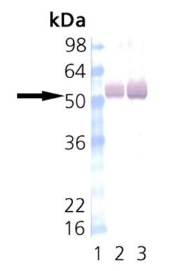 CaMKII monoclonal antibody (6G9) Western blot