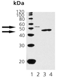 p53 monoclonal antibody (PAb122) Western blot