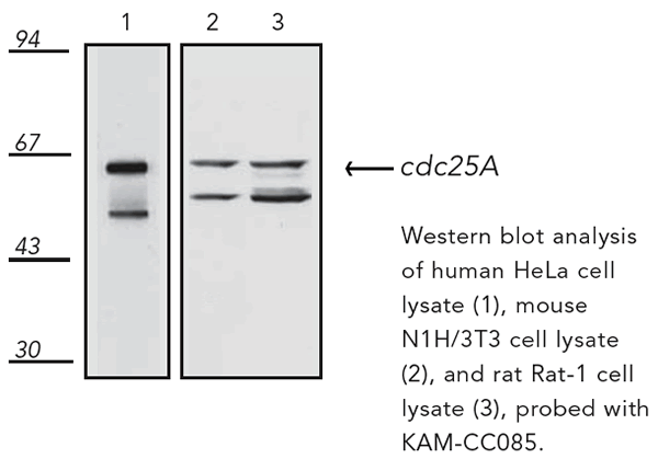 Cdc25A monoclonal antibody (DCS-120) Western blot