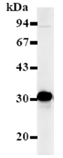 Cdk1/cdc2 monoclonal antibody (5F6) Western blot