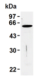 [pSer71]Vimentin monoclonal antibody (TM71) Western blot