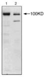 Nucleolin monoclonal antibody (4E2) Western blot