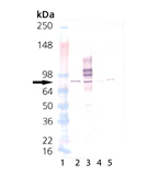 PKCα monoclonal antibody (MC5) Western blot