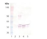 GSK-3α/β monoclonal antibody (1H8) Western blot