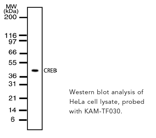 CREB monoclonal antibody (82B514) Western blot