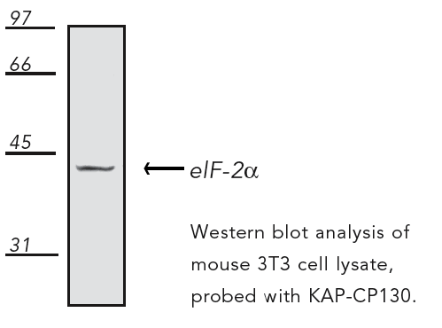 eIF2 α polyclonal antibody Western blot