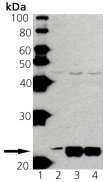 Ras polyclonal antibody Western blot