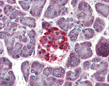 RAB4 polyclonal antibody Immunohistochemistry