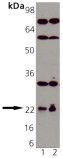 Rap1 polyclonal antibody Western blot