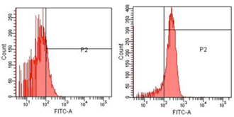 Erk1/2 polyclonal antibody Flow Cytometry