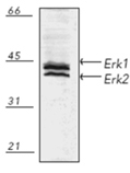 Erk1/2 polyclonal antibody Western blot