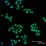 MEK1 polyclonal antibody Immunofluorescence