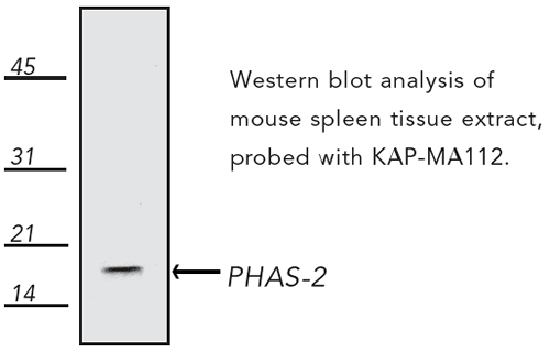 eIF4E-BP2 polyclonal antibody Western blot