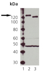 eNOS polyclonal antibody Western blot