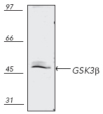 GSK-3β polyclonal antibody Western blot