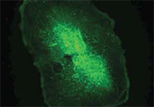 Casein Kinase 2 α polyclonal antibody Immunofluorescence