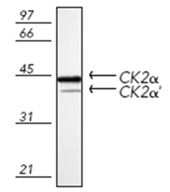 Casein Kinase 2 α polyclonal antibody Western blot