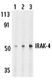 IRAK-4 polyclonal antibody Western blot