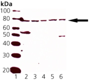 Nrf2 polyclonal antibody Western blot