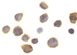 SHPS-1/SIRP-1 α polyclonal antibody Immunocytochemistry