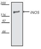 iNOS polyclonal antibody Western blot