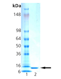 Histone H2B (human), (recombinant) SDS-PAGE