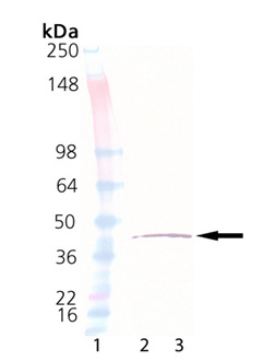 eIF2α (human), (recombinant) (His-tag) Western blot