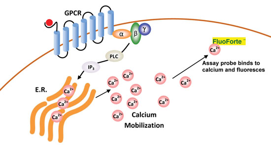 FLUOFORTE® Calcium assay kit image