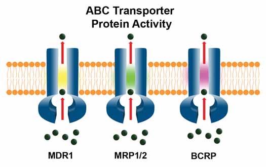 EFLUXX-ID® Green multidrug resistance assay kit image