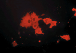 Myc-tag monoclonal antibody (PL14) Immunocytochemistry