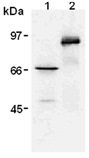 Myc-tag monoclonal antibody (PL14) Western blot