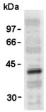 Vesicular stomatitis virus (VSV-G) tag polyclonal antibody Western blot