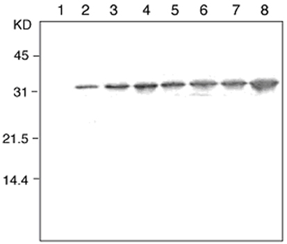 Thioredoxin monoclonal antibody (2C9) Western blot