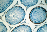 BrdU monoclonal antibody (2B1) Immunohistochemistry