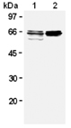 GAD65/67 monoclonal antibody (9A6) Western blot
