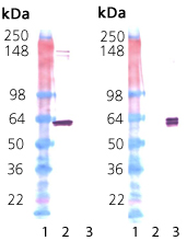 HSP60 (human), (recombinant) Western blot